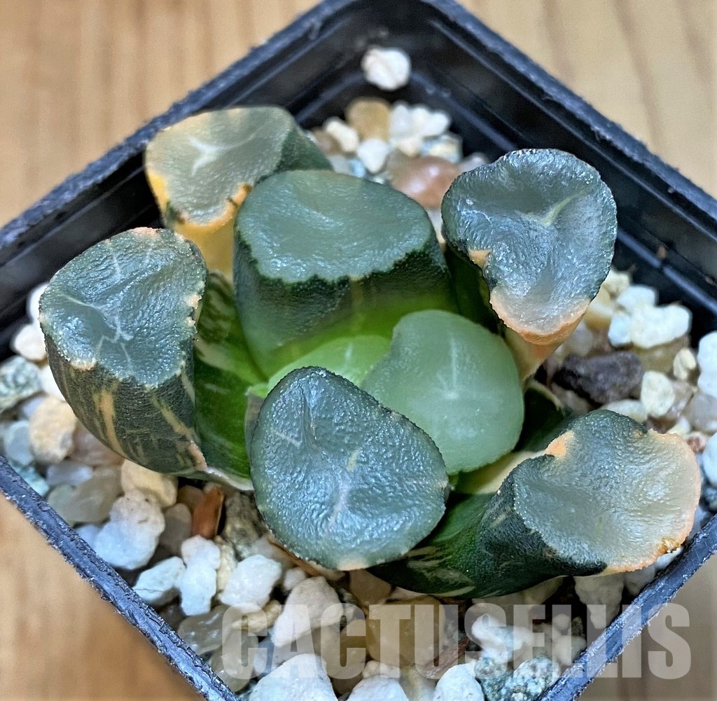 SH29975 Haworthia maughanii f. variegata - Image 4