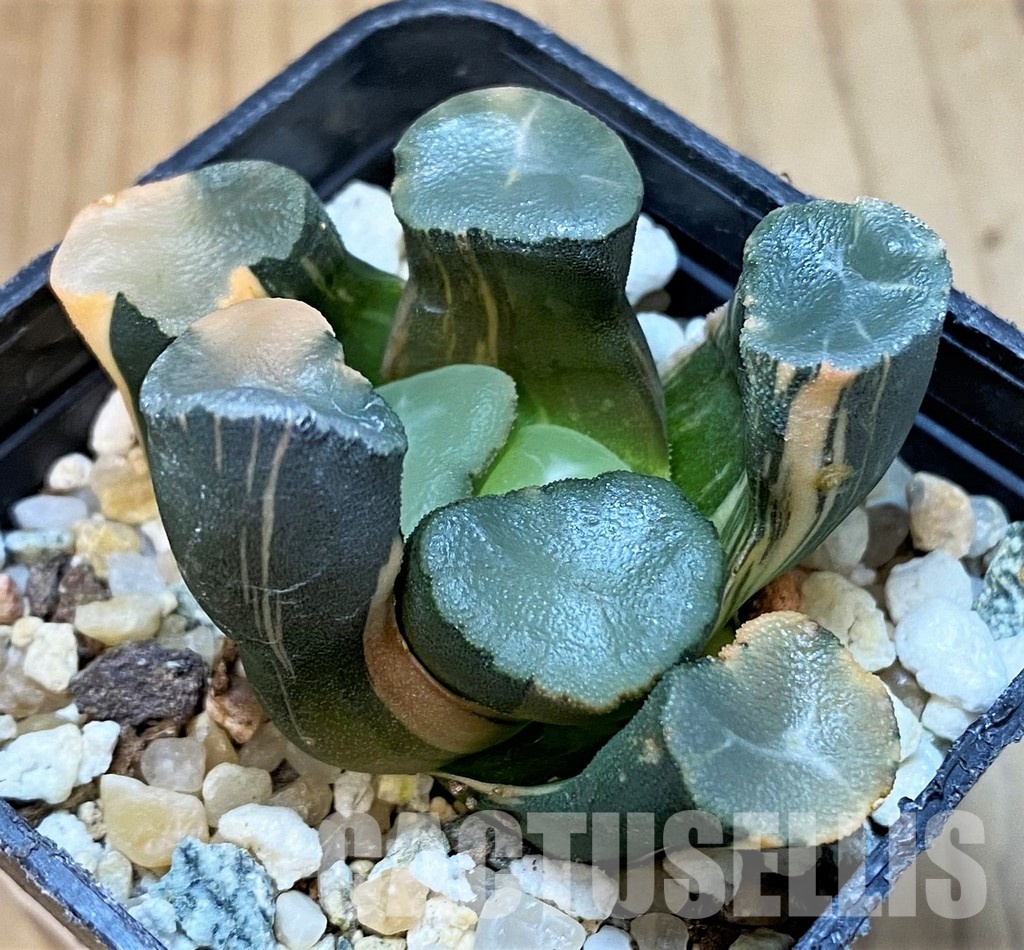 SH29975 Haworthia maughanii f. variegata - Image 3