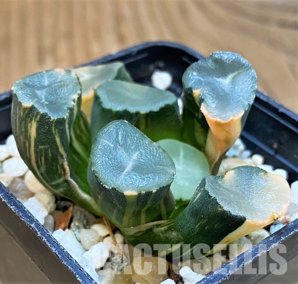 SH29975 Haworthia maughanii f. variegata - Image 2