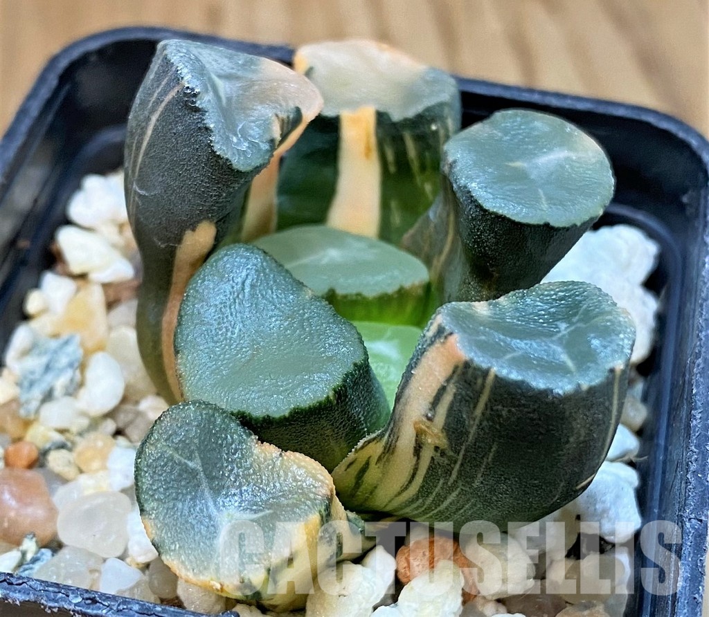 SH29975 Haworthia maughanii f. variegata