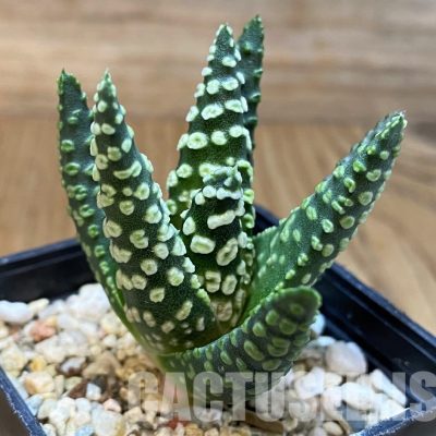 SH29976 Haworthia pumila 'Donut'