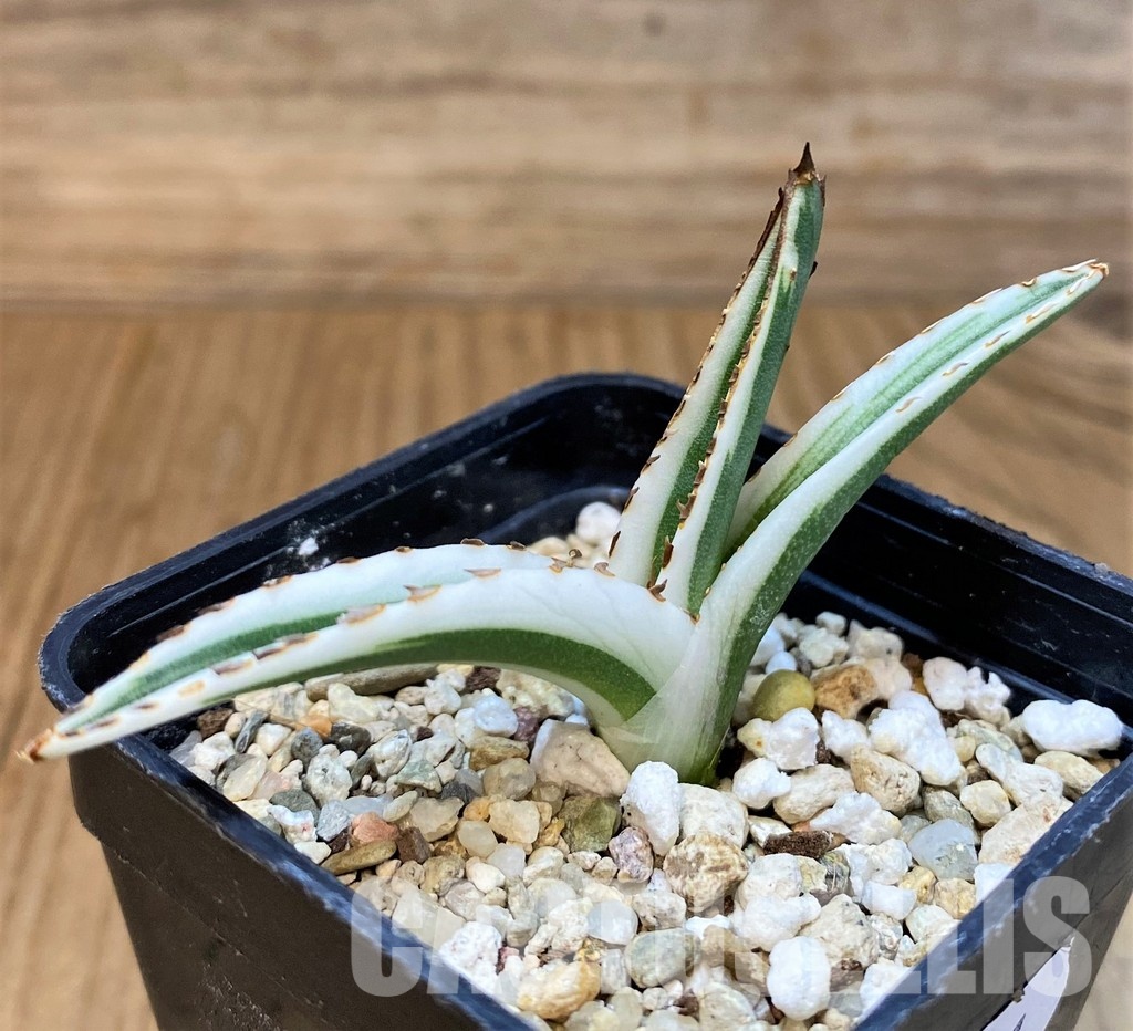 SH29981 Agave victoriae-reginae 'White Rhino' - Image 2