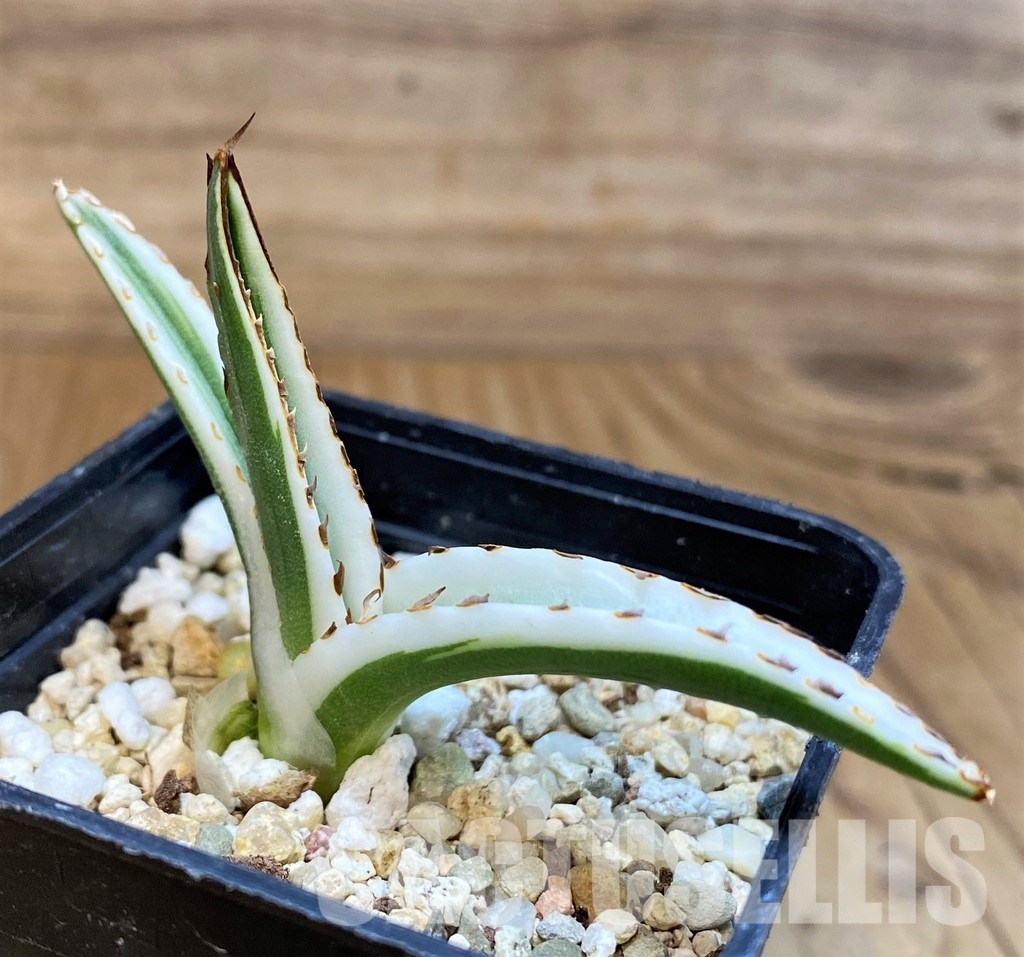 SH29981 Agave victoriae-reginae 'White Rhino'