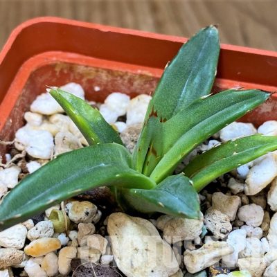 SH29982 Agave victoriae-reginae 'Compacta'