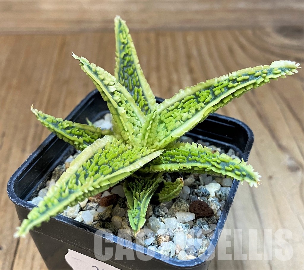 SH29986 Aloe TCT hybrid - Image 2