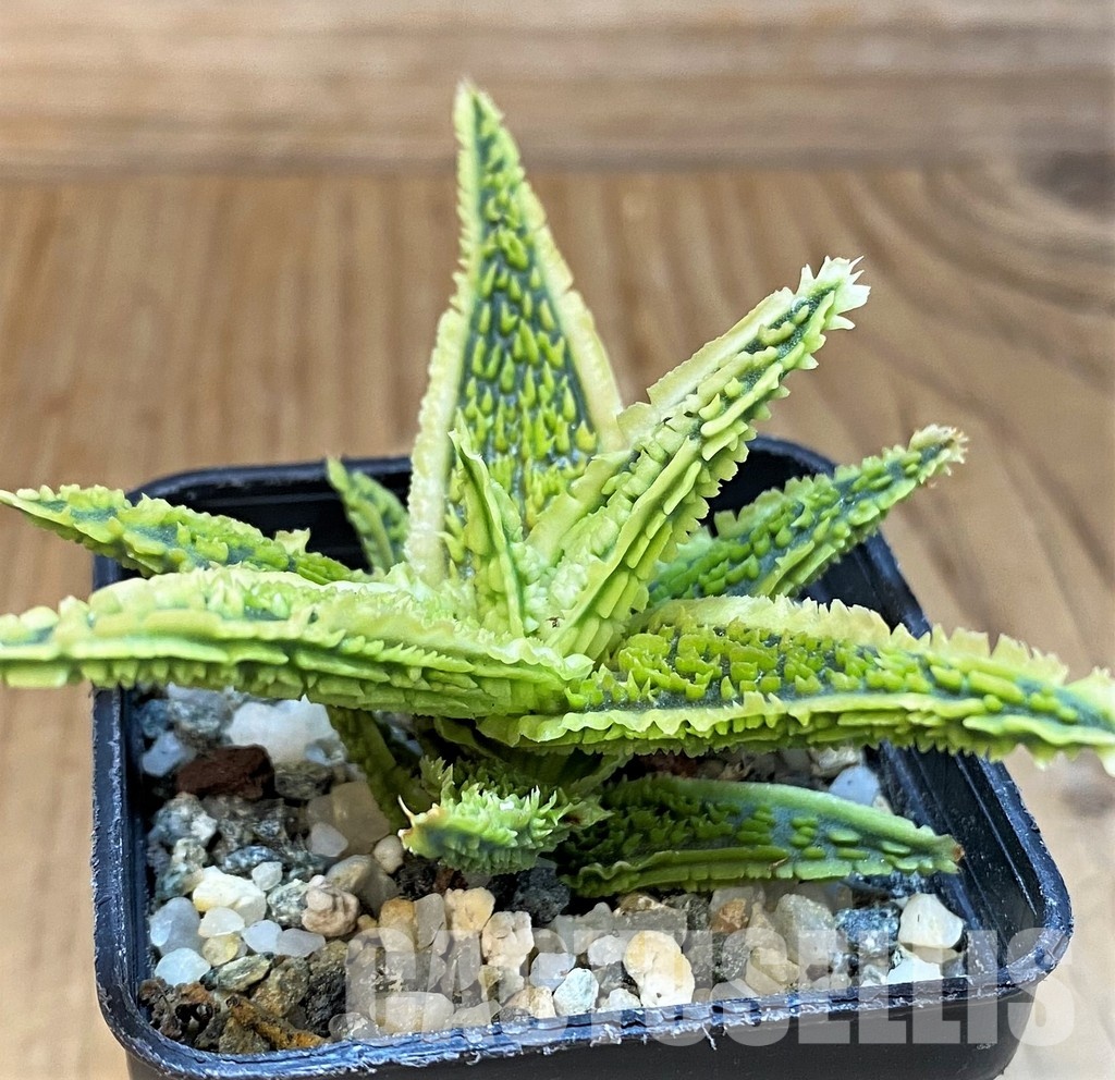 SH29986 Aloe TCT hybrid