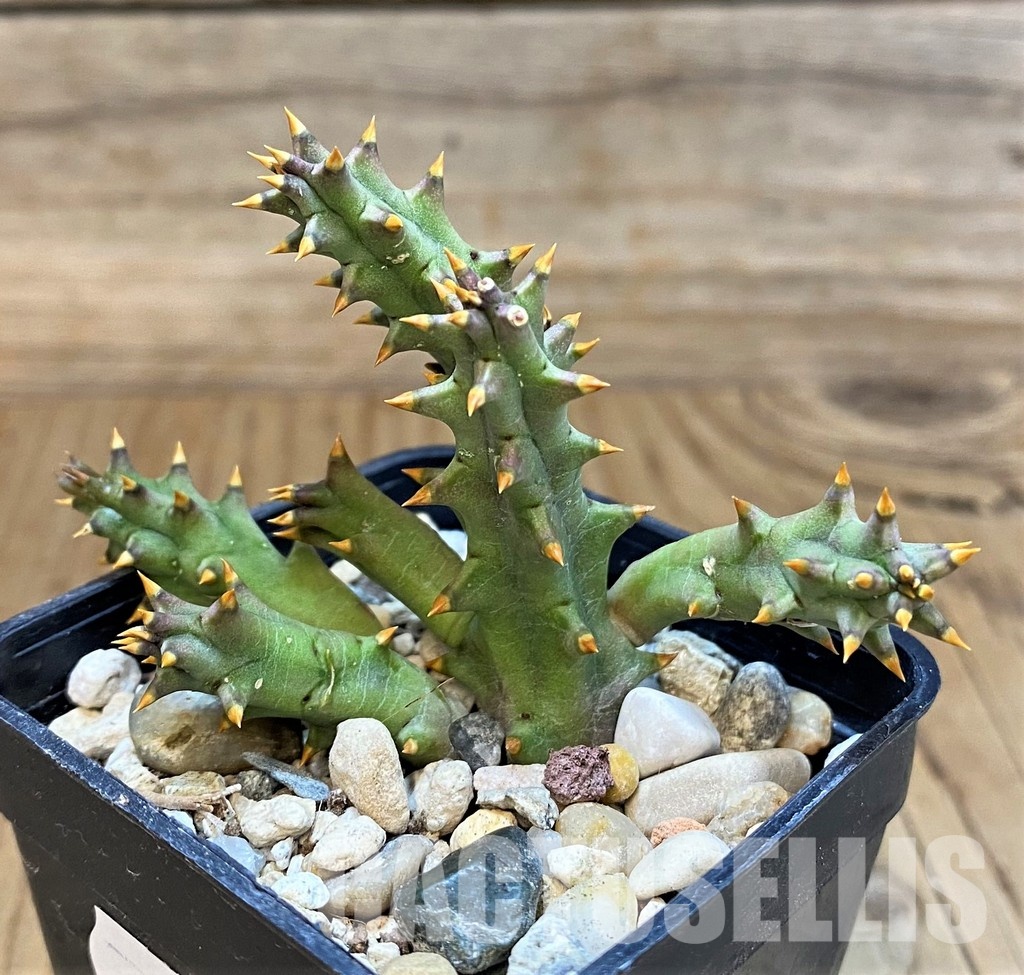 SH29988 Huernia hystrix - Image 3