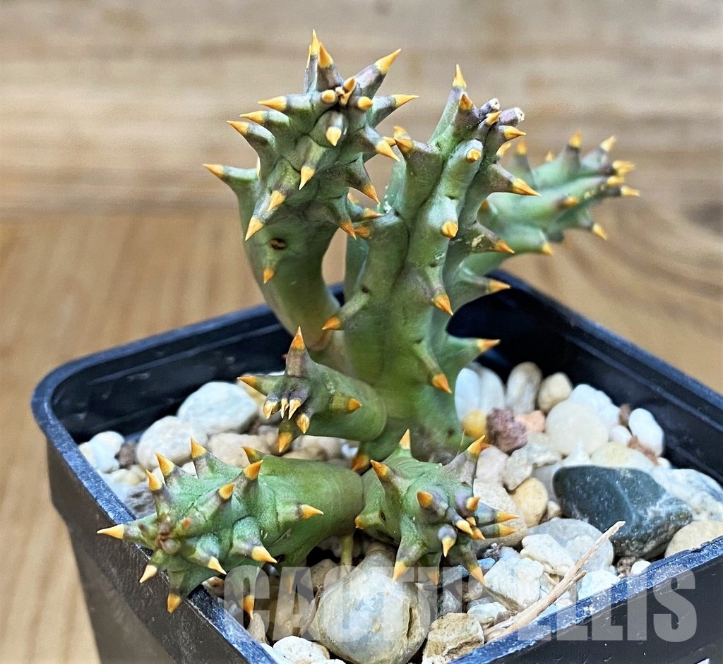 SH29988 Huernia hystrix - Image 2