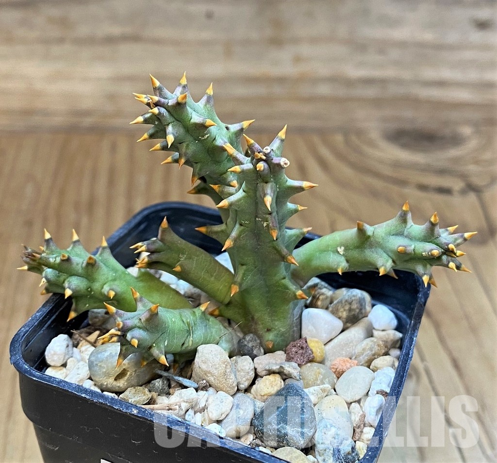 SH29988 Huernia hystrix