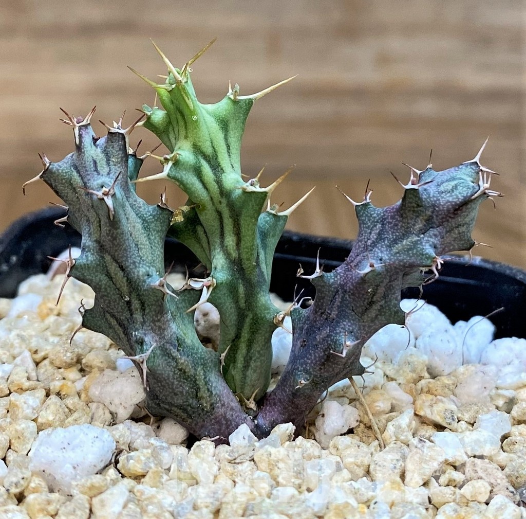 SH29992 Euphorbia sp. nova aff. similiramea - Image 2