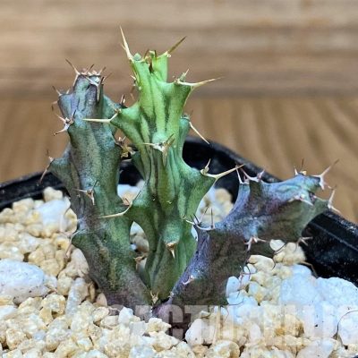 SH29992 Euphorbia sp. nova aff. similiramea