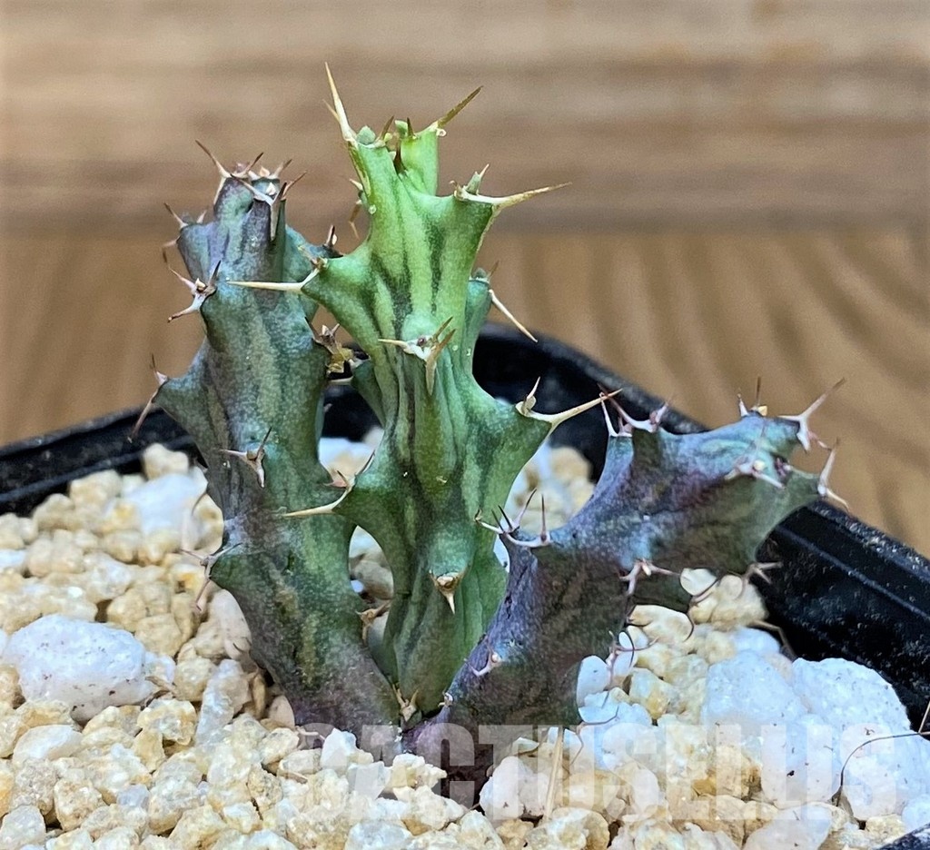 SH29992 Euphorbia sp. nova aff. similiramea
