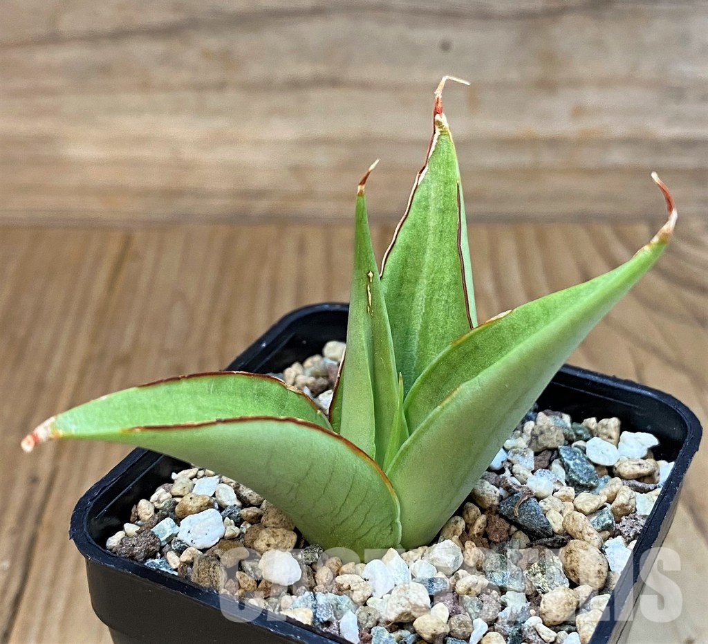 SH29995 Sansevieria 'Milano' - Image 2