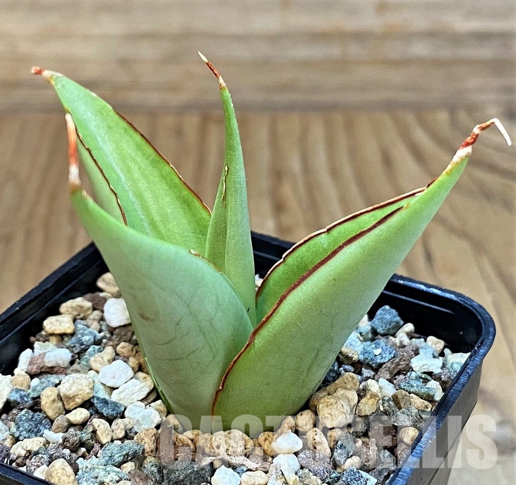 SH29995 Sansevieria 'Milano'