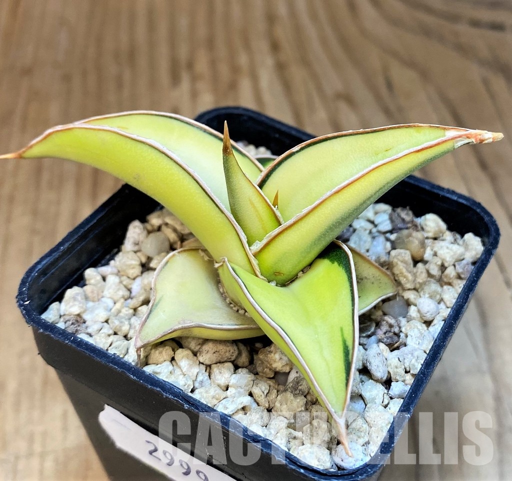 SH29996 Sansevieria lavranos 23251 f. variegata