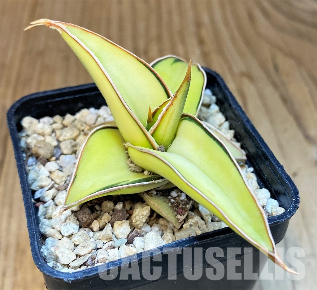 SH29996 Sansevieria lavranos 23251 f. variegata - Image 2