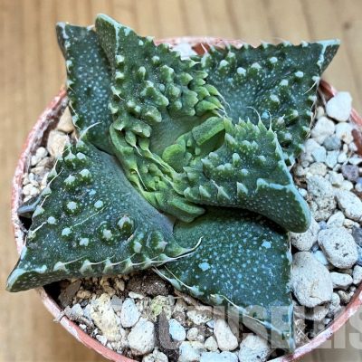 SH29997 Faucaria tuberculosa
