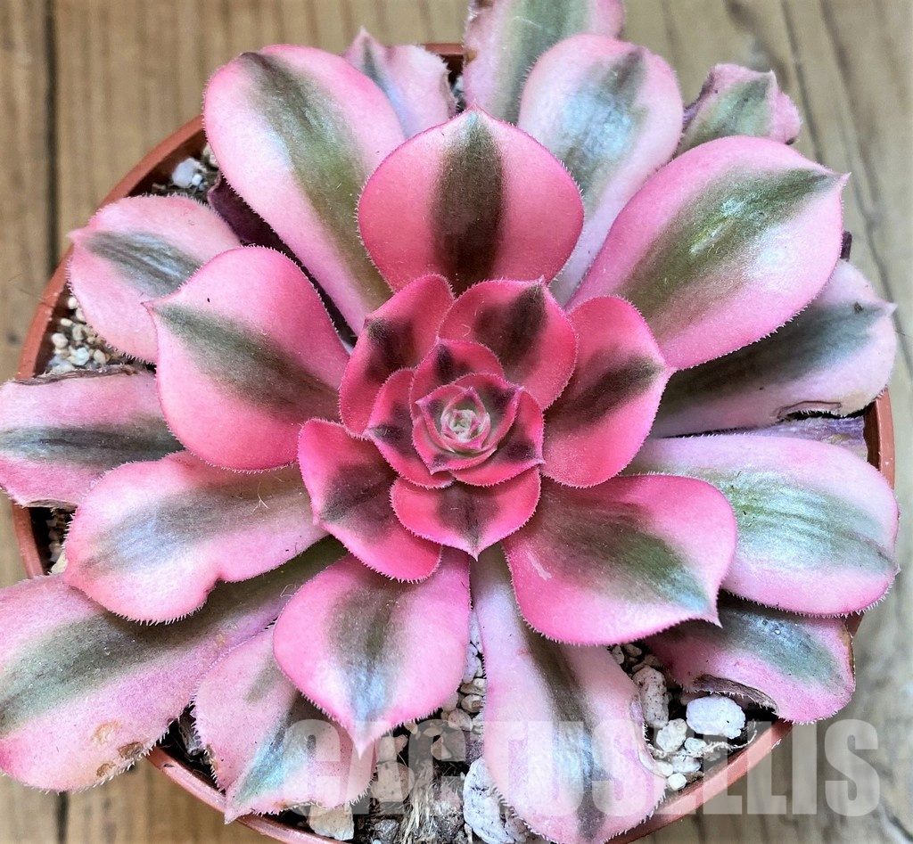 SH30069 Aeonium 'Pink Witch'