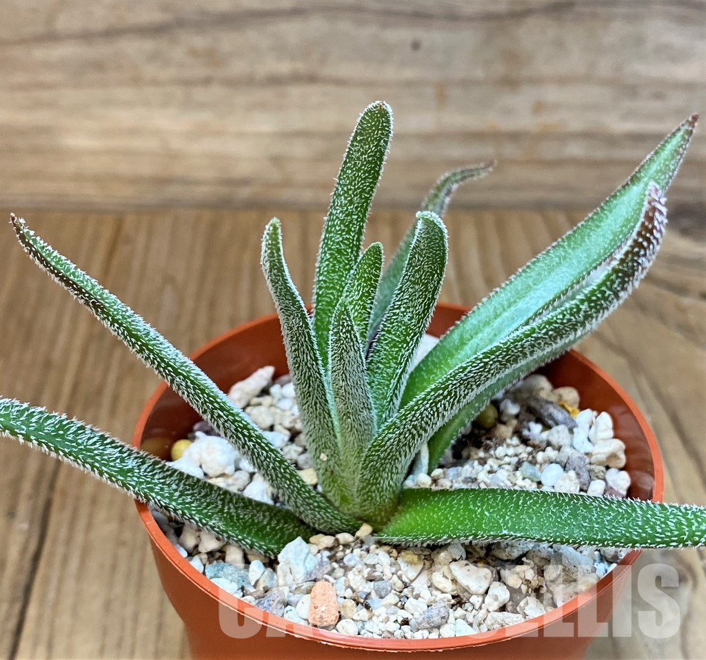 SH30105 Crassula hirta - Image 2