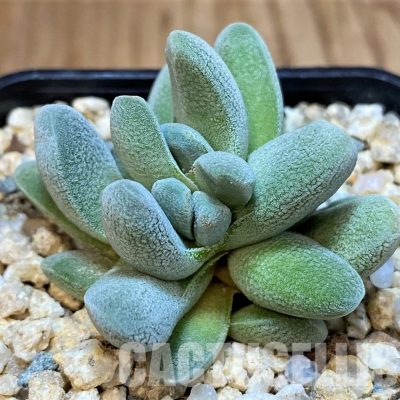 SH30106 Crassula tecta