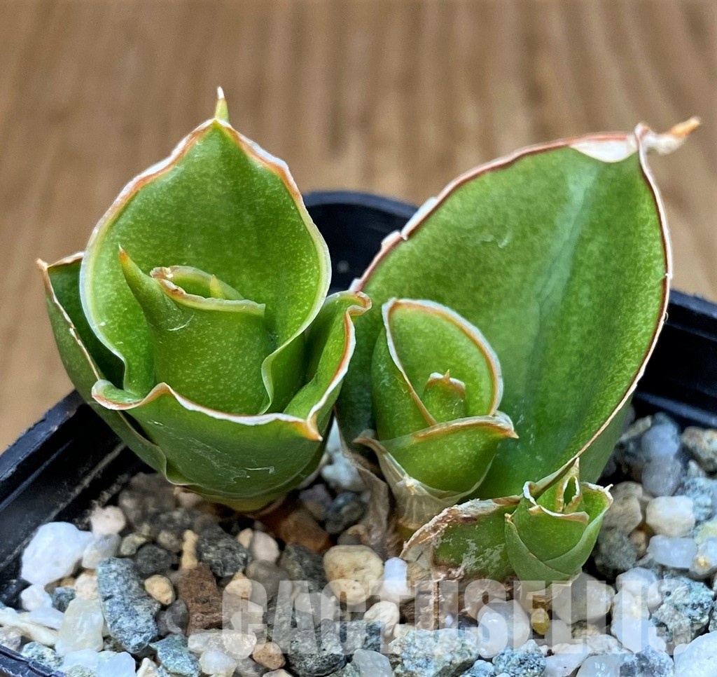 SH30107 Sansevieria 'Tower' - Image 2
