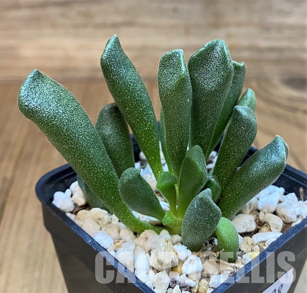 SH30108 Adromischus cristatus v. schonlandii - Image 2