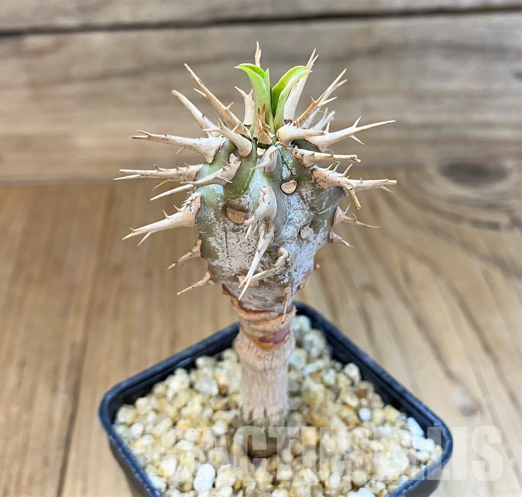 SH30113 Euphorbia viguieri - Image 2