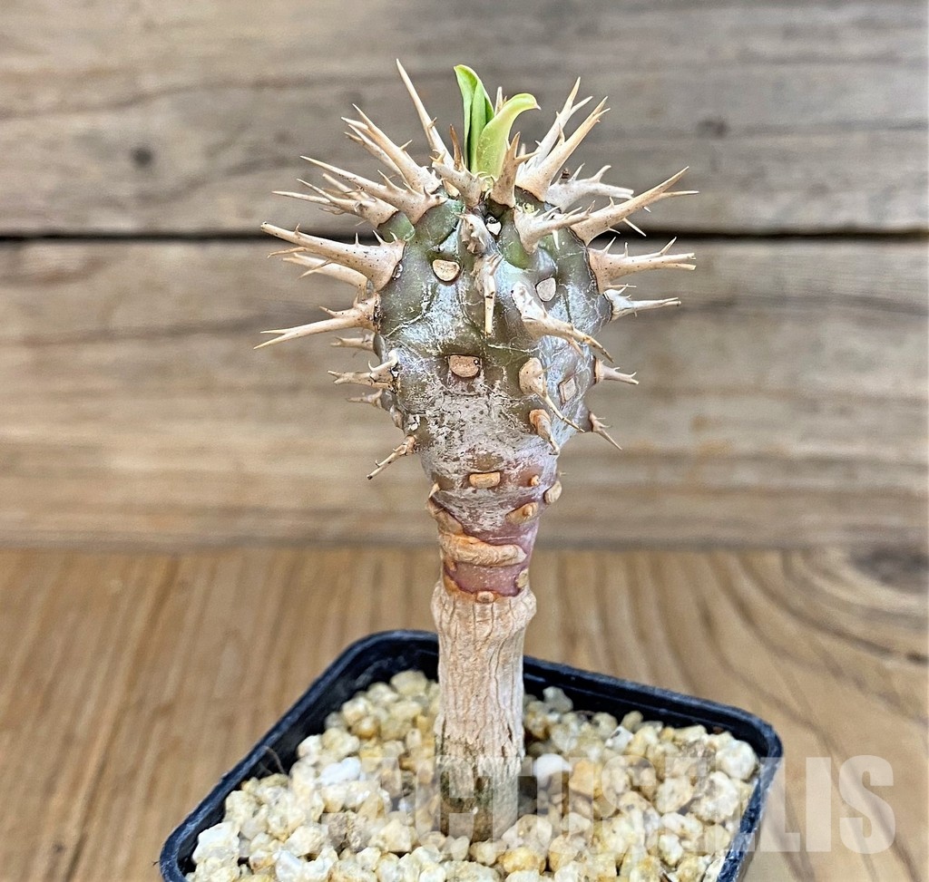 SH30113 Euphorbia viguieri - Image 3