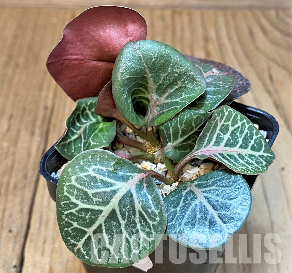 SH30114 Euphorbia francoisii hybrid