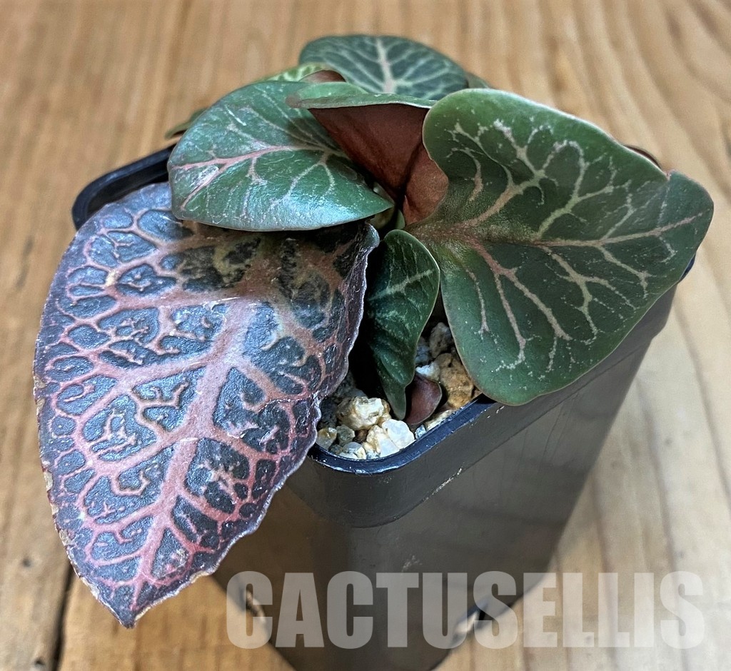 SH30114 Euphorbia francoisii hybrid - Image 2