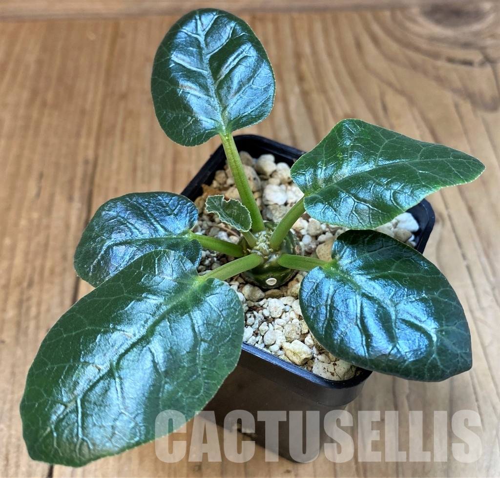 SH30118 Dorstenia foetida - Image 2