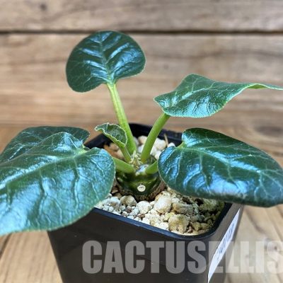 SH30118 Dorstenia foetida