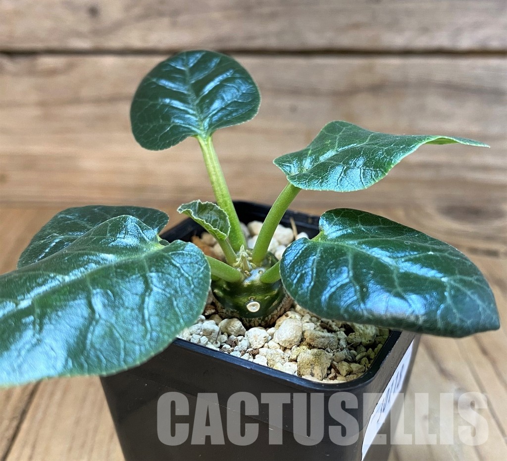 SH30118 Dorstenia foetida