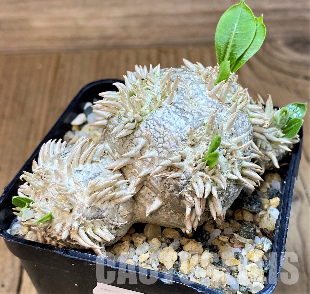 SH30121 Pachypodium brevicaule, own roots - Image 2