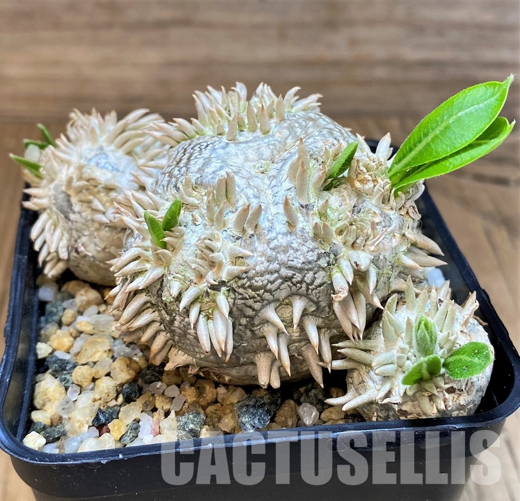 SH30121 Pachypodium brevicaule, own roots