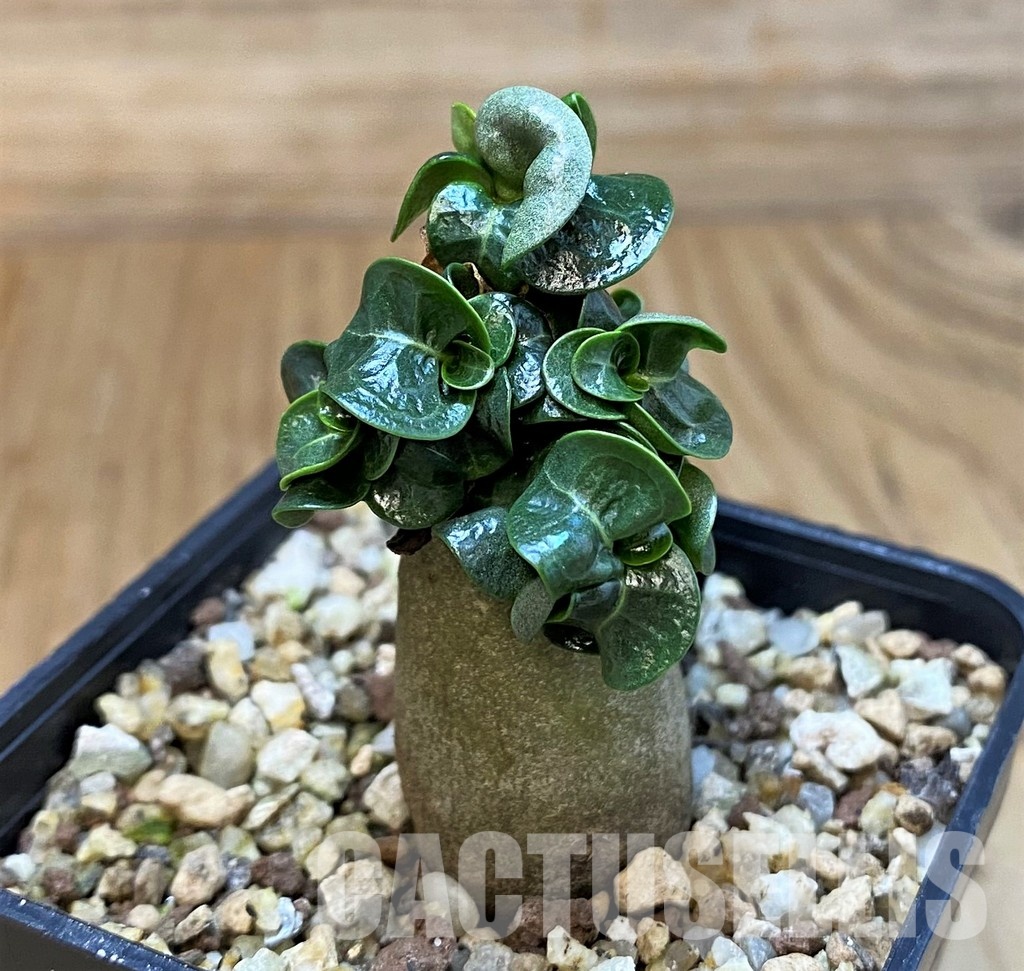 SH30124 Adenium arabicum DHA - Image 2