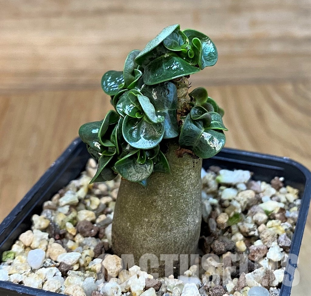 SH30124 Adenium arabicum DHA