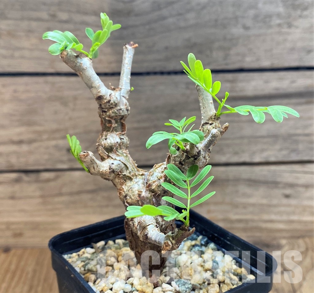 SH30125 Senna meridionalis