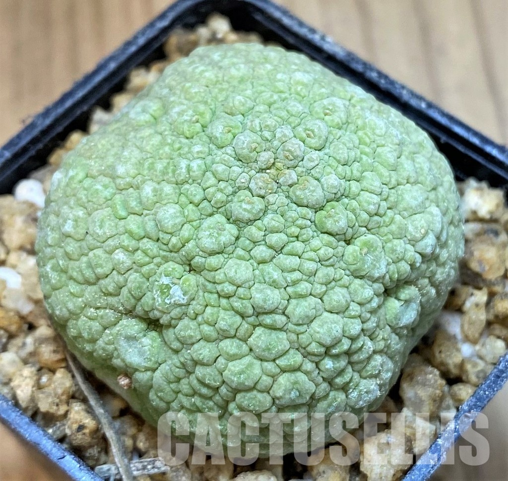 SH30132 Pseudolithos migiurtinus - Image 2