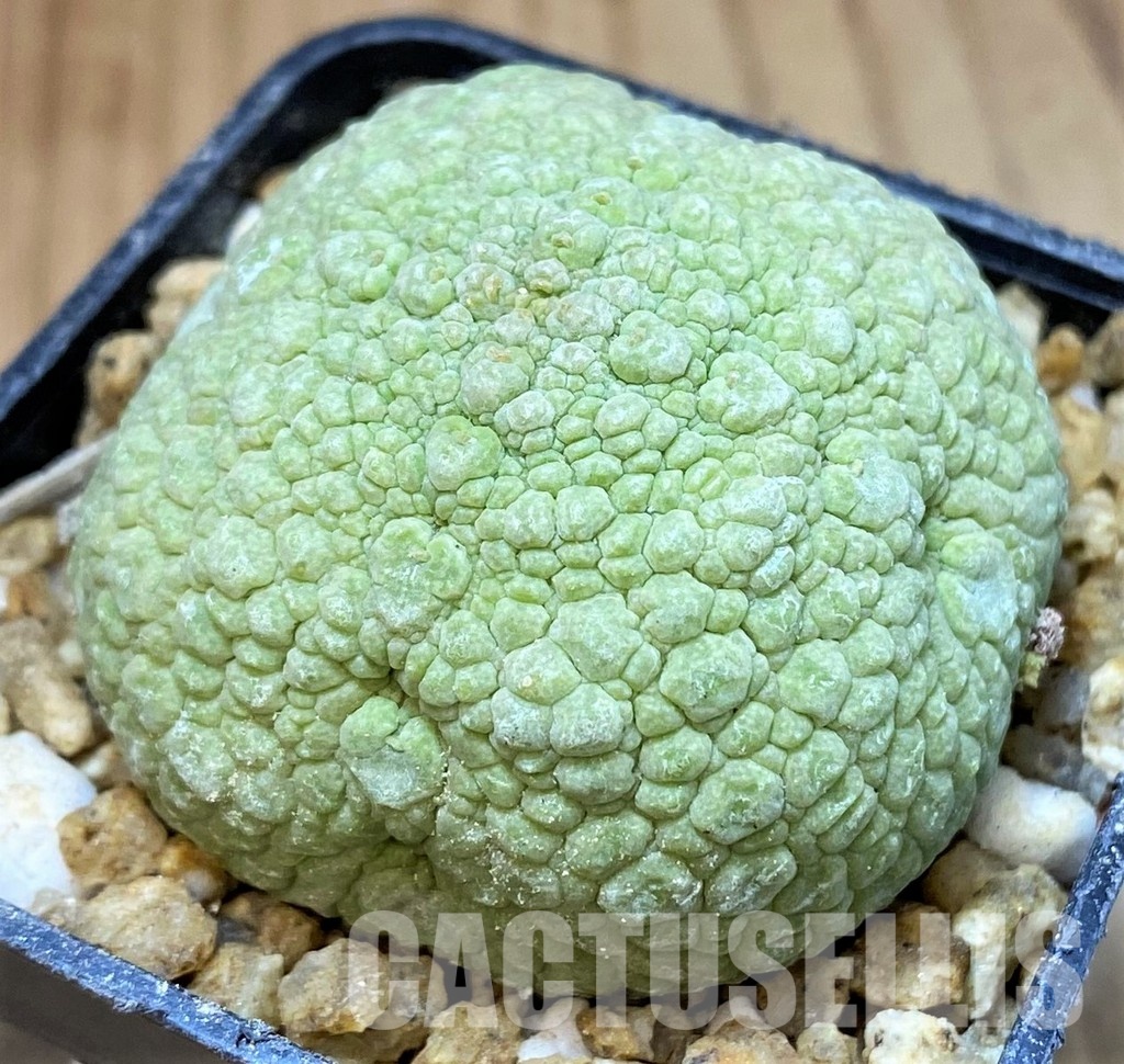 SH30132 Pseudolithos migiurtinus