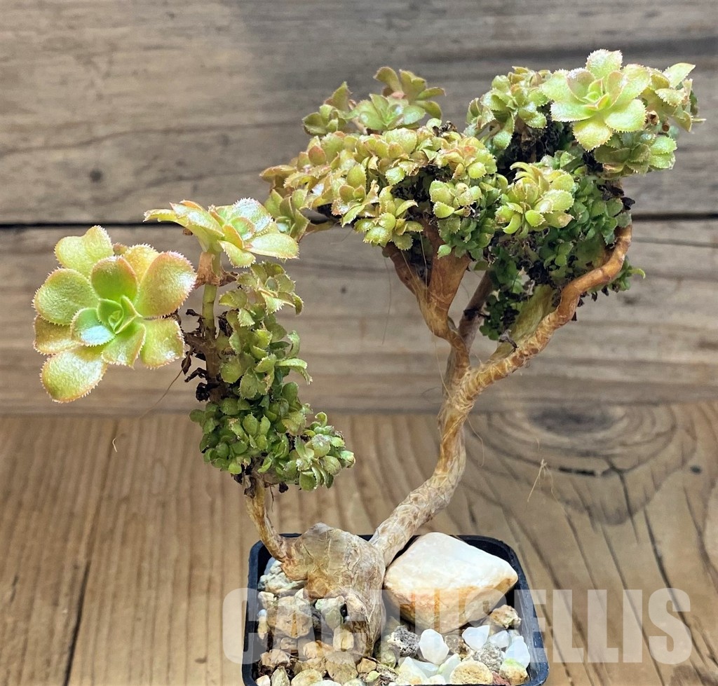 SH30134 Aeonium f. cristata - Image 2