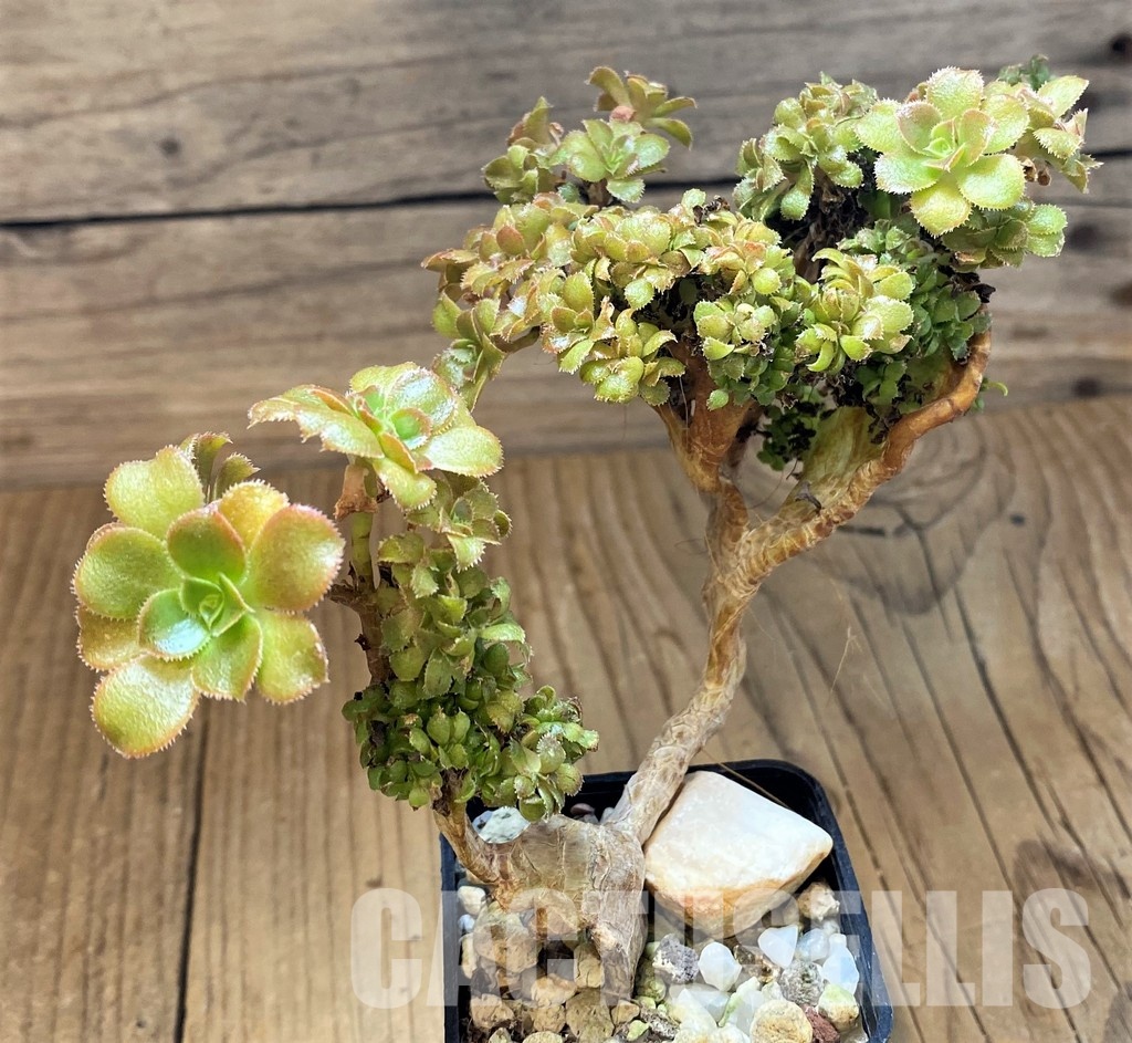 SH30134 Aeonium f. cristata