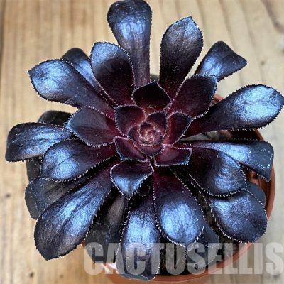 SHND30136 Aeonium 'Schwarzkopf'