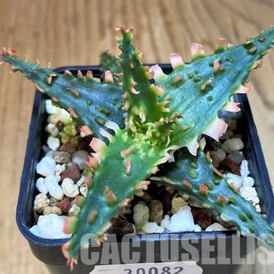 SH30082 Aloe TCT hybrid