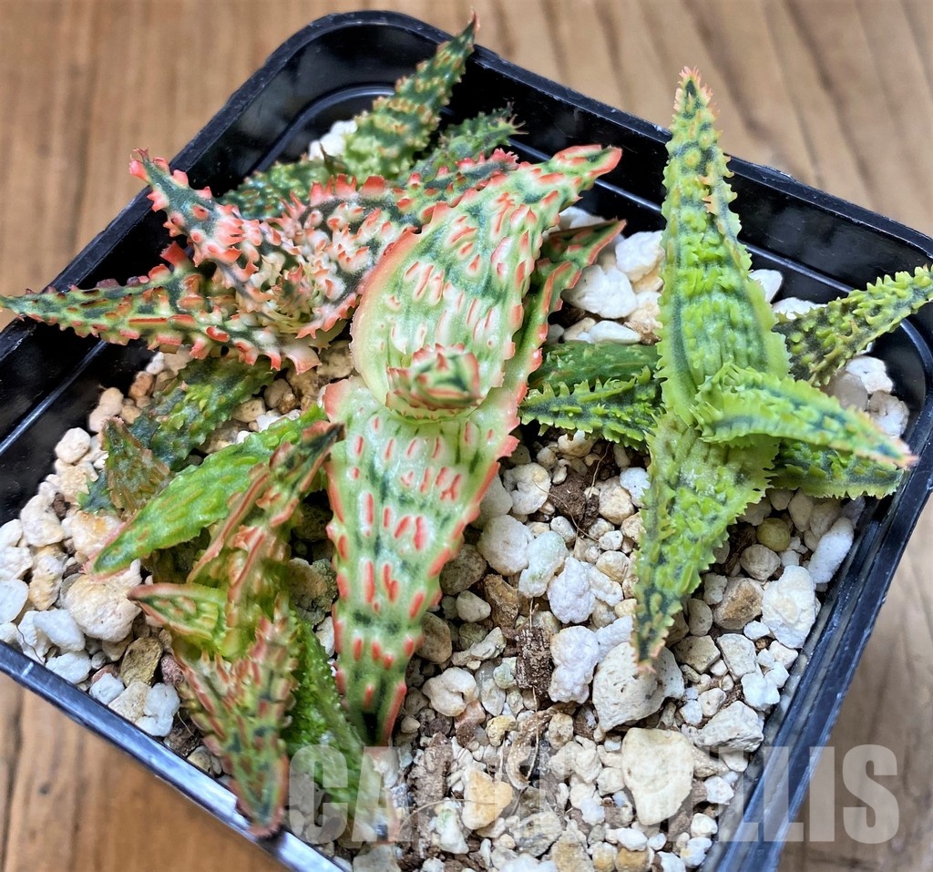 SH30083 Aloe TCT hybrid mix - Image 2