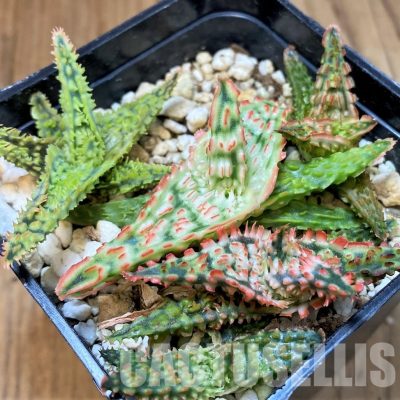 SH30083 Aloe TCT hybrid mix