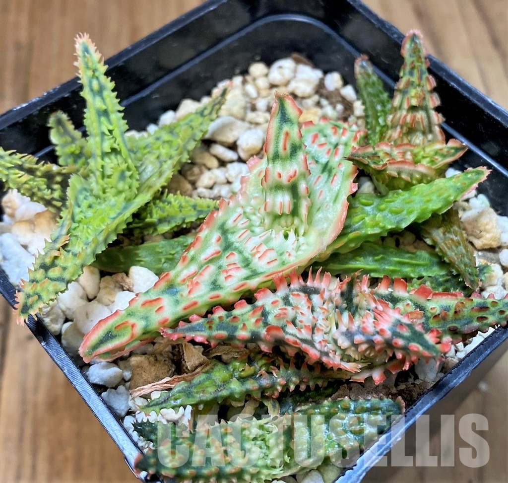 SH30083 Aloe TCT hybrid mix