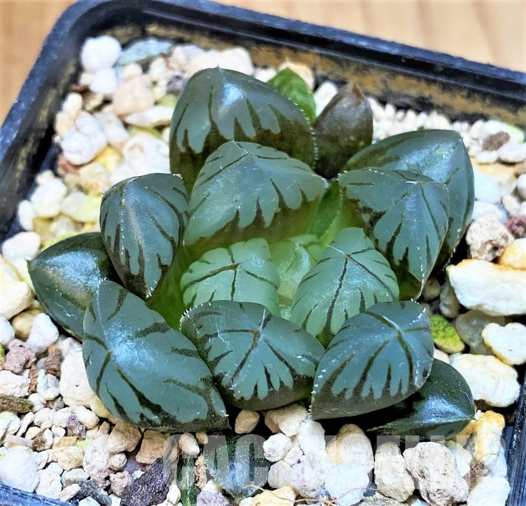 SH30086 Haworthia obtusa 'Black star'