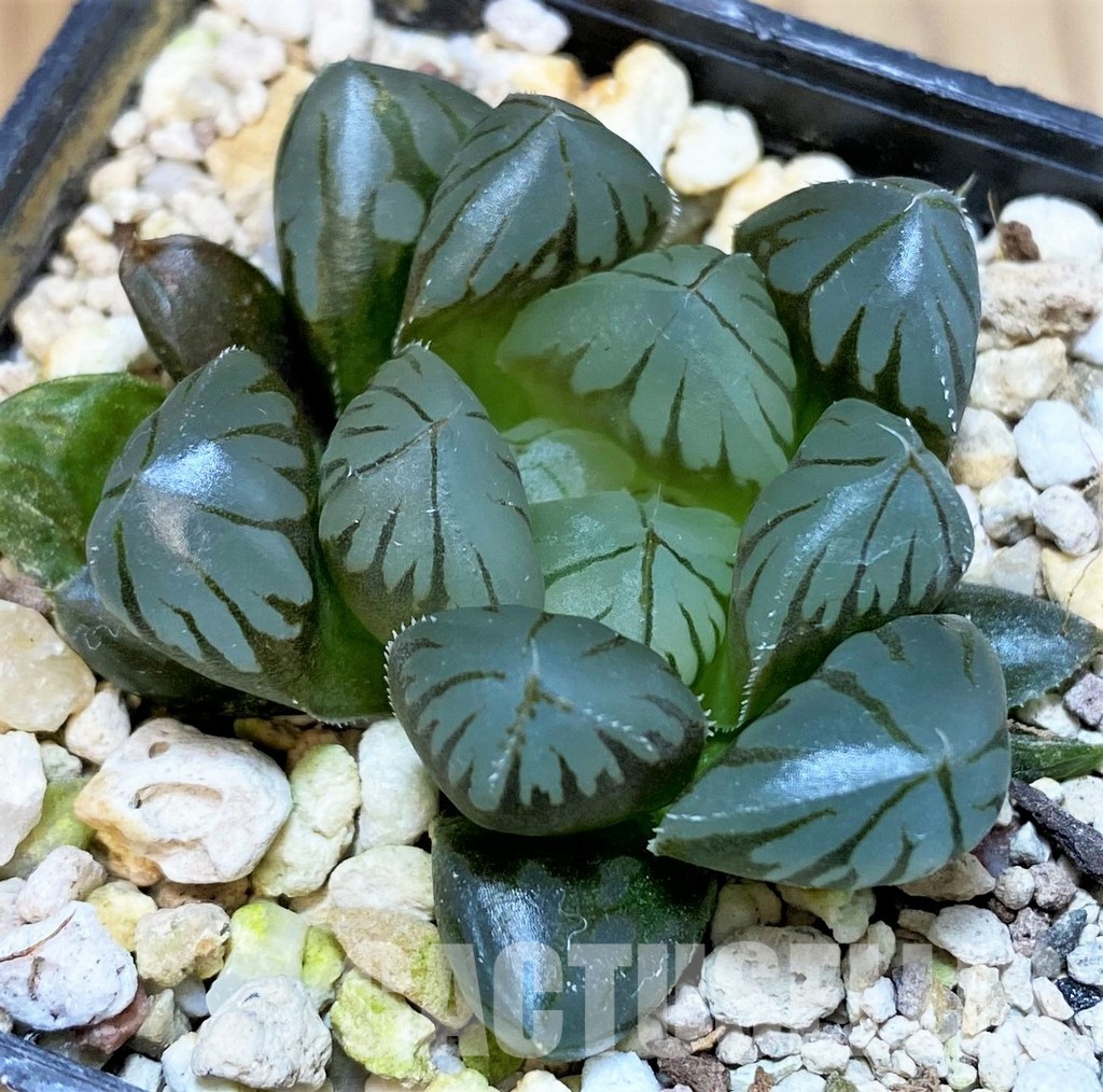 SH30086 Haworthia obtusa 'Black star' - Image 2