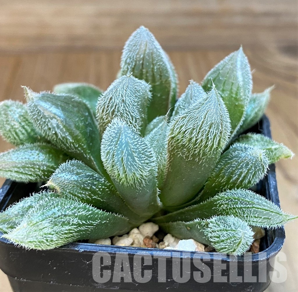 SH30087 Haworthia cooperi v. venusta - Image 2